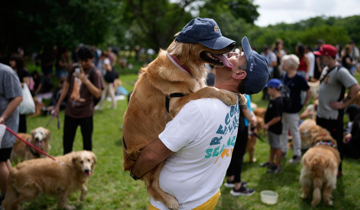 A symphony of woofs: This is what happens when 2,397 golden retrievers gather in an Argentina park