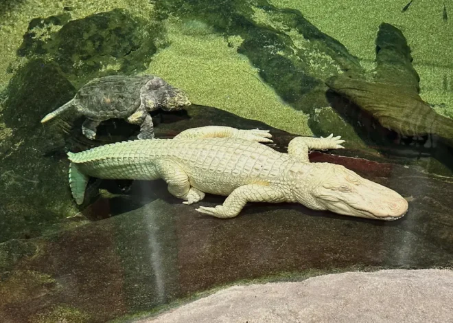 Beloved albino alligator at Cal Academy of Sciences in SF dies