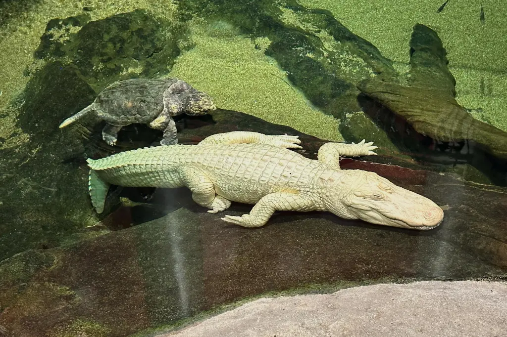 Beloved albino alligator at Cal Academy of Sciences in SF dies