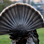 Alameda man charged with felony for hunting turkey, authorities say