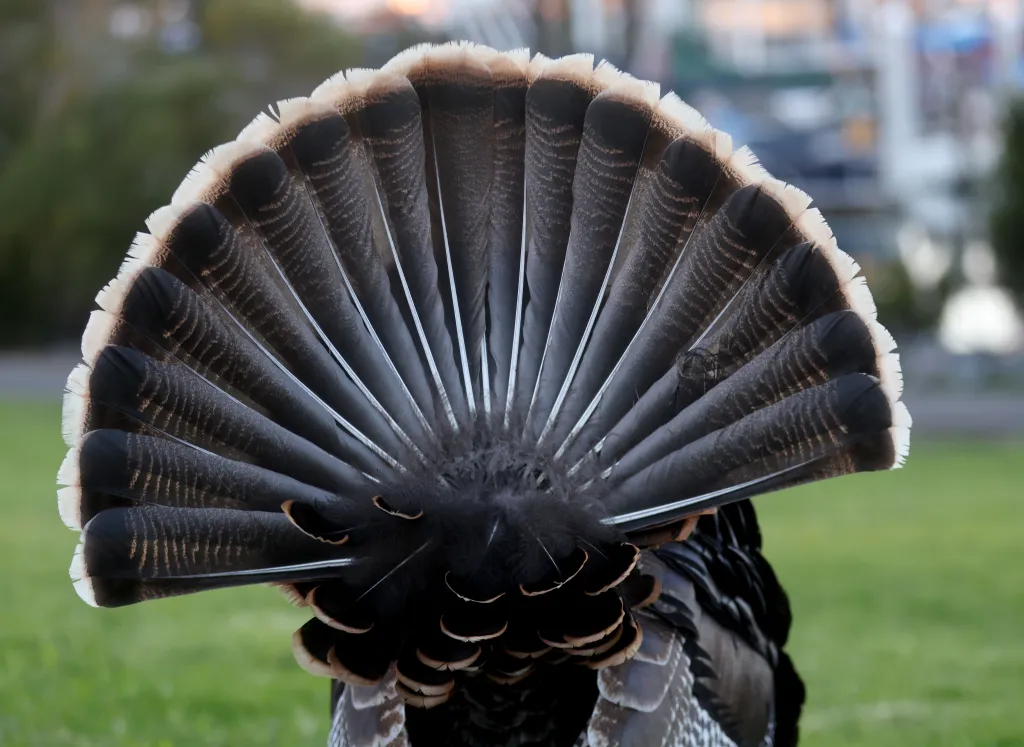 Alameda man charged with felony for hunting turkey, authorities say