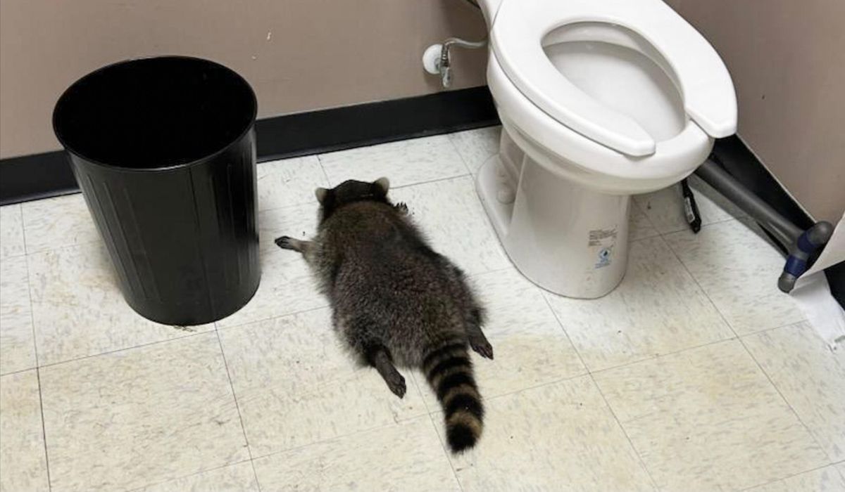 Raccoon that broke into Virginia liquor store also broke into karate studio, DMV in same strip mall